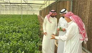 عربستان پروژههای کشاورزی مدرن را برای تقویت امنیت غذایی و خودکفایی راهاندازی میکند